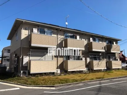 クリプトメリアの画像