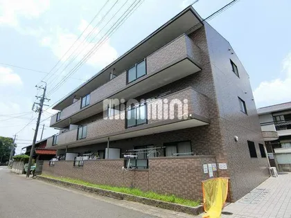 マリーゴールドの画像