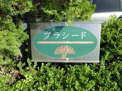 プラシードの画像