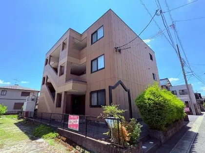 パピヨンの画像