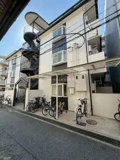 ゴールドクレストの画像