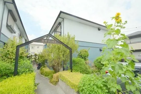 カサフェリス Aの画像