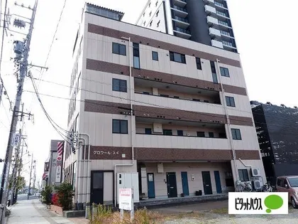グロワールスギの画像