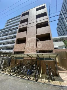 ポプラの樹の画像