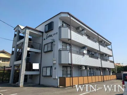 リンピアチトセの画像