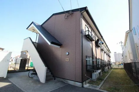アムールもみの木の画像