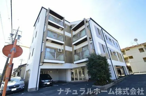 エバーグレイスの画像