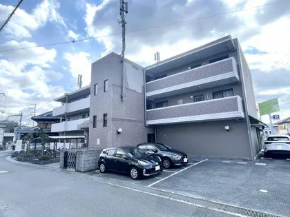 ラウレール ヒラタの画像