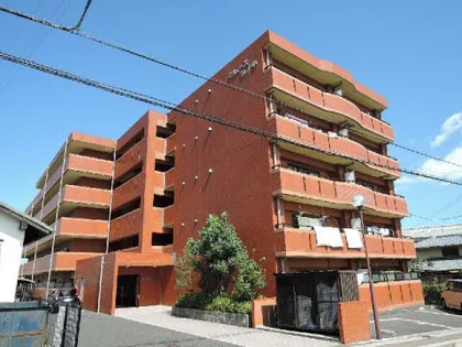 グレースシノキの画像