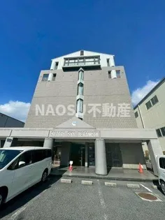 スターリースカイテラニシの画像