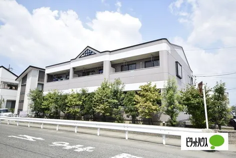 ロータスコンファの画像