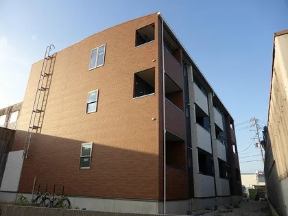 クリサンセマムの画像