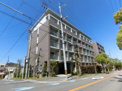 シプレスの画像