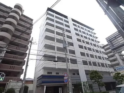 アスターの画像