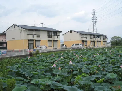 ファンシーIの画像