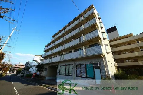 ジュネスタチバナの画像