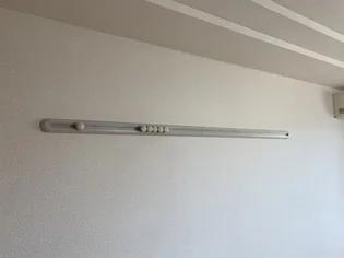 ダンデライオンの画像