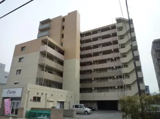 エヴァーグリーン新羽の画像
