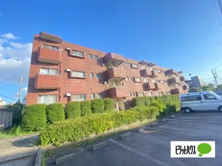 加藤ハイムの画像