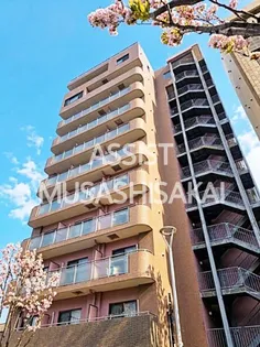 ティアラAの画像