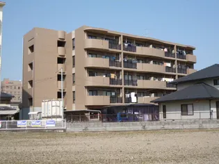 ジュンサンライトの画像