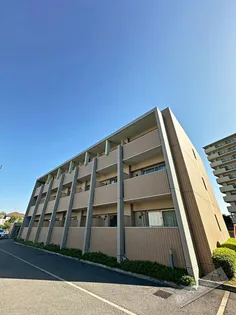 ファシルカワトの画像