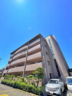 コスモス ミソノの画像