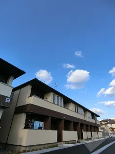 カンファーツリーBの画像