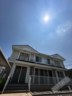 ゴールドクレストの画像