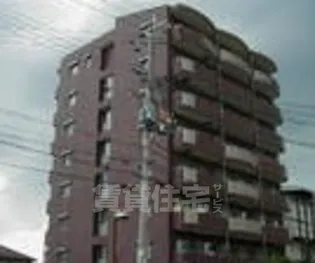 シャインローヤルの画像