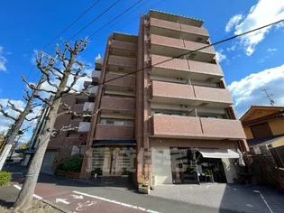 ルピナス紫明の画像