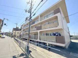 シロハイヌ向島の画像