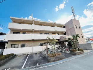 ラウレール ヒラタの画像