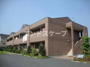 アプリコットの画像