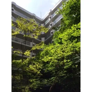 パルテノンリンデンの画像