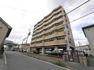 エヴァーグリーンMの画像