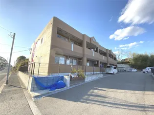 ファイングレイス梅の木の画像