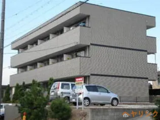 アムールフジの画像