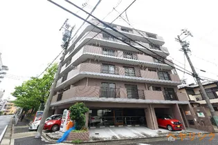 グレースイナガキの画像