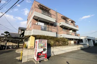 サンライズ桜の画像