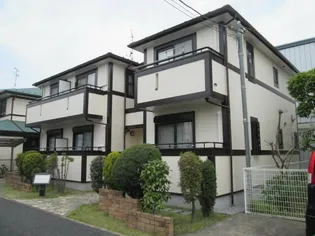 レオネクストヒマワリの画像