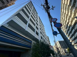 アスターの画像