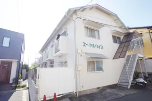 エーデルワイスの画像