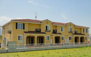 ロータスミカドの画像