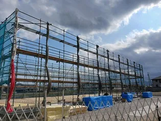 アカシアの画像