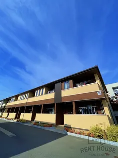 カンファーツリーCの画像