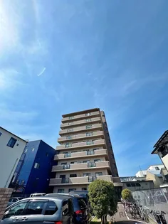 マノワールコトンの画像