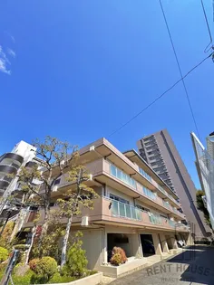 ハイムイワデの画像