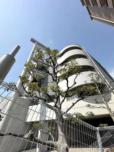 ムアナ88の画像