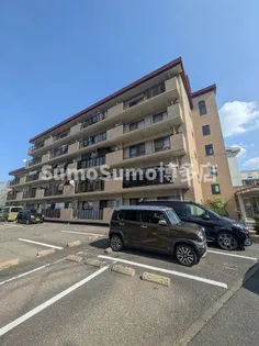 プレシャスコーラルの画像